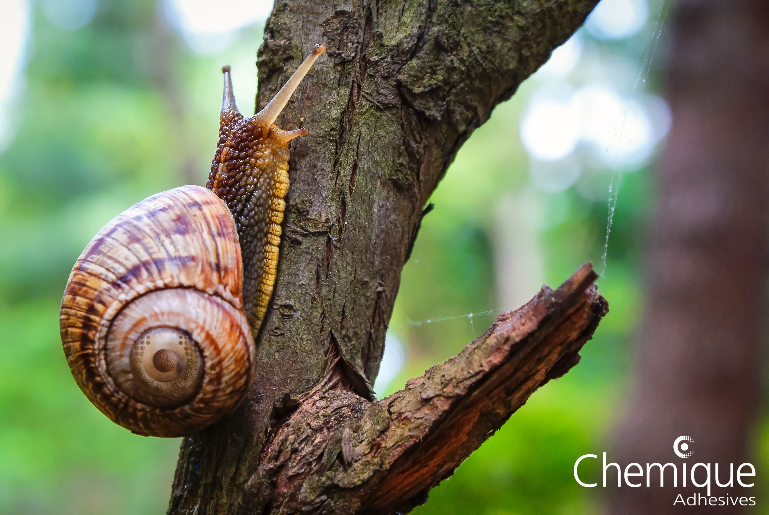 Chemique-Adhesives-Blog---Reversible-Adhesives-Snail-Slime